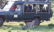 Welshman has close encounter with an inquisitive male leopard, Masai Mara, Kenya - 16 Jan 2014