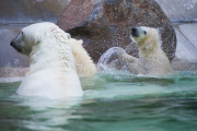 Die Eisbären Babies gehen schwimmen