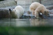 Die Eisbären Babies gehen schwimmen