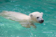 Die Eisbären Babies gehen schwimmen