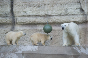 Die Eisbären Babies gehen schwimmen