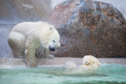 Die Eisbären Babies gehen schwimmen
