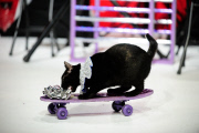 OR: The Amazing Acro-Cats Perform Final Night of Sold Out Portland Tour