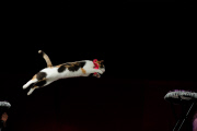 OR: The Amazing Acro-Cats Perform Final Night of Sold Out Portland Tour