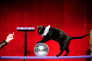 OR: The Amazing Acro-Cats Perform Final Night of Sold Out Portland Tour