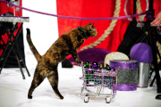OR: The Amazing Acro-Cats Perform Final Night of Sold Out Portland Tour