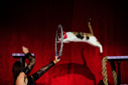 OR: The Amazing Acro-Cats Perform Final Night of Sold Out Portland Tour