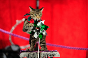 OR: The Amazing Acro-Cats Perform Final Night of Sold Out Portland Tour