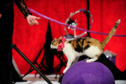 OR: The Amazing Acro-Cats Perform Final Night of Sold Out Portland Tour