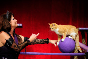 OR: The Amazing Acro-Cats Perform Final Night of Sold Out Portland Tour