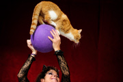 OR: The Amazing Acro-Cats Perform Final Night of Sold Out Portland Tour