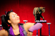 OR: The Amazing Acro-Cats Perform Final Night of Sold Out Portland Tour