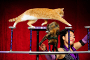 OR: The Amazing Acro-Cats Perform Final Night of Sold Out Portland Tour