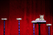 OR: The Amazing Acro-Cats Perform Final Night of Sold Out Portland Tour