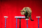OR: The Amazing Acro-Cats Perform Final Night of Sold Out Portland Tour