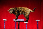 OR: The Amazing Acro-Cats Perform Final Night of Sold Out Portland Tour