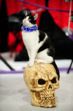 OR: The Amazing Acro-Cats Perform Final Night of Sold Out Portland Tour