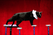 OR: The Amazing Acro-Cats Perform Final Night of Sold Out Portland Tour