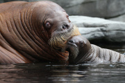 Erstes Walross-Baby im Hagenbeck Tierpark in Hamburg