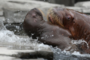 Erstes Walross-Baby im Hagenbeck Tierpark in Hamburg