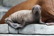 Erstes Walross-Baby im Hagenbeck Tierpark in Hamburg