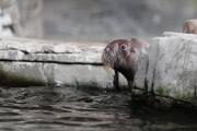 Erstes Walross-Baby im Hagenbeck Tierpark in Hamburg