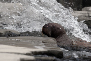Erstes Walross-Baby im Hagenbeck Tierpark in Hamburg