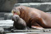 Erstes Walross-Baby im Hagenbeck Tierpark in Hamburg