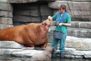 Erstes Walross-Baby im Hagenbeck Tierpark in Hamburg