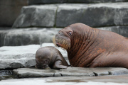 Erstes Walross-Baby im Hagenbeck Tierpark in Hamburg