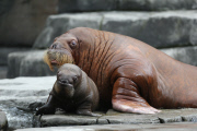 Erstes Walross-Baby im Hagenbeck Tierpark in Hamburg