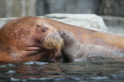 Erstes Walross-Baby im Hagenbeck Tierpark in Hamburg