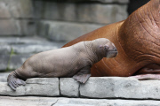 Erstes Walross-Baby im Hagenbeck Tierpark in Hamburg