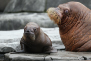 Erstes Walross-Baby im Hagenbeck Tierpark in Hamburg