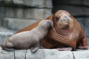 Erstes Walross-Baby im Hagenbeck Tierpark in Hamburg