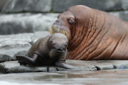 Erstes Walross-Baby im Hagenbeck Tierpark in Hamburg
