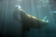 Erstes Walross-Baby im Hagenbeck Tierpark in Hamburg
