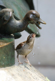 A female house sparrow drinks from a fountain in Central Park, New York, America - 01 Jul 2014