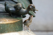 A female house sparrow drinks from a fountain in Central Park, New York, America - 01 Jul 2014