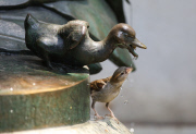 A female house sparrow drinks from a fountain in Central Park, New York, America - 01 Jul 2014