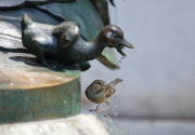A female house sparrow drinks from a fountain in Central Park, New York, America - 01 Jul 2014