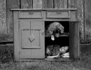 Father captures heartwarming & quirky photos of family life, poland, July 2014