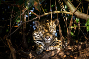 Tourists get very close to jaguars, the Pantanal, Brazil - Aug 2011