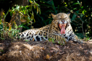 Tourists get very close to jaguars, the Pantanal, Brazil - Aug 2011