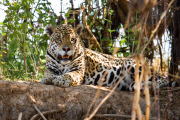 Tourists get very close to jaguars, the Pantanal, Brazil - Aug 2011