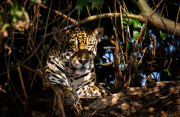 Tourists get very close to jaguars, the Pantanal, Brazil - Aug 2011