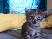 Purrmanently Sad Cat: kitten has permanent sad expression, America  - 08 Jul 2014