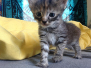 Purrmanently Sad Cat: kitten has permanent sad expression, America  - 08 Jul 2014
