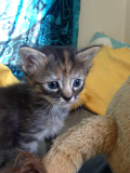 Purrmanently Sad Cat: kitten has permanent sad expression, America  - 08 Jul 2014