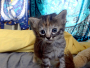 Purrmanently Sad Cat: kitten has permanent sad expression, America  - 08 Jul 2014